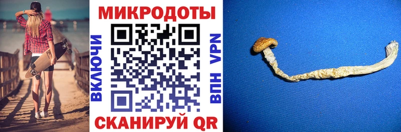 Псилоцибиновые грибы Psilocybine cubensis  Светлоград 